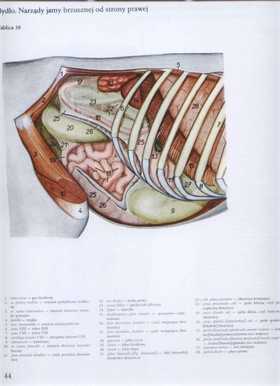atlas anatomii-tułów - 040.jpg
