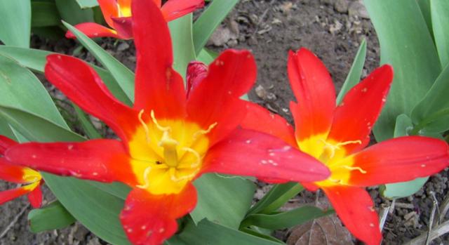 tulipan moje naj - tulipany_304_63.jpg
