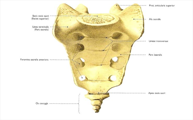 atlas - scan4-1.jpg