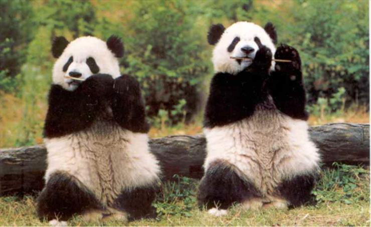 Pandas - 47.jpg