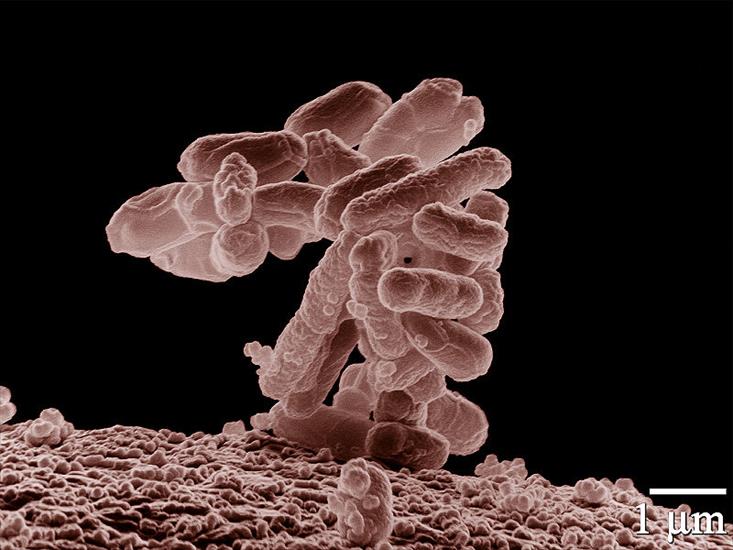 Mikrobiologia - E_coli_at_10000x.jpg