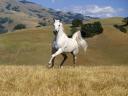 Konie - TN-galloping_white_stallion.jpg