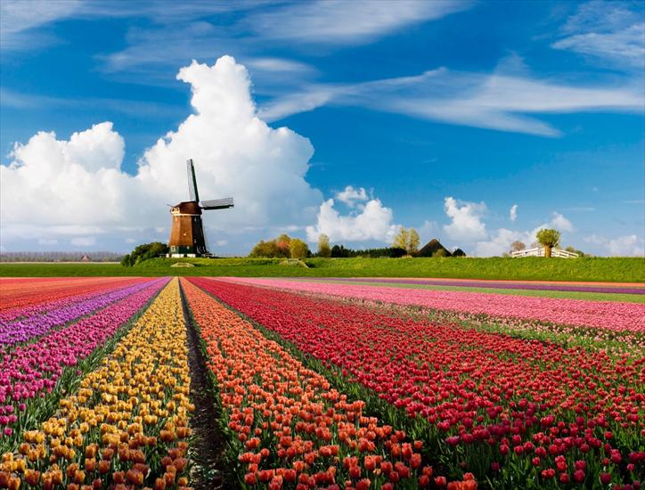  tulipany - tulipany.jpg