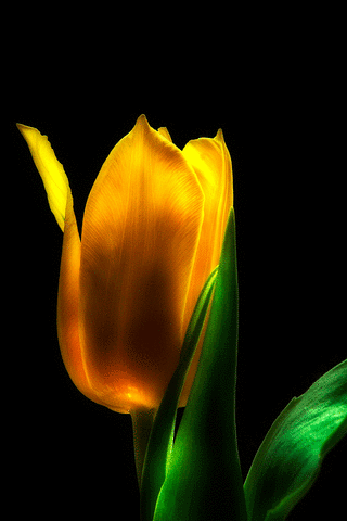 GIFY GIFKI GIFOWNIK    - tulipanek mieniacy.gif
