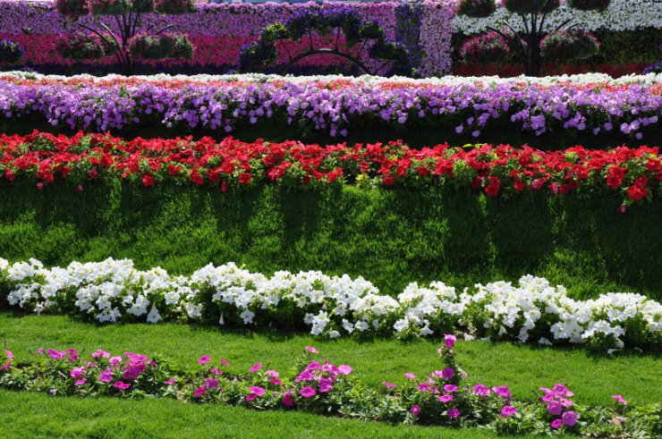 Piękny ogród kwiatowy Al Ain - 291.jpg