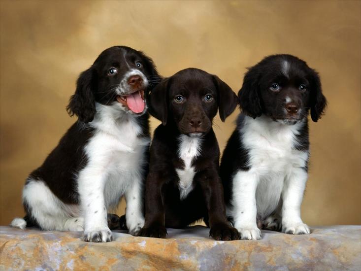 pieski - English Springer Spaniel Puppies.jpg