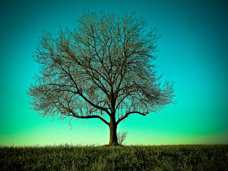  Samotne drzewo - 24.jpg