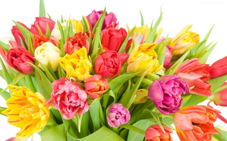 Tulipany - 88138_wielki_bukiet_tulipanow.jpg
