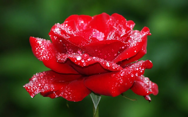 KAZBEK47 - Beautiful Red Rose Dew Nature HD Wallpaper - FreeHDWall-vert.jpg
