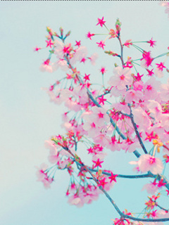 Kwiaty - Pink_Blossom.jpg
