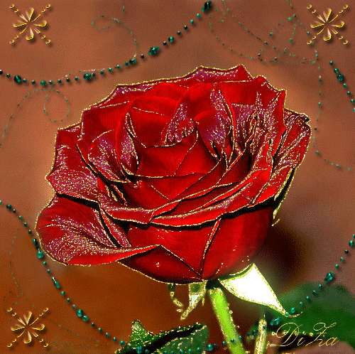 Gify kwiaty - roża czerwono zlocista.gif