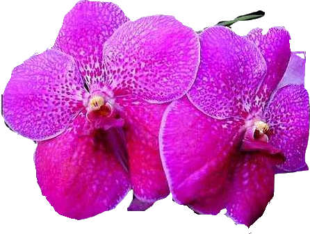 orchidee i storczyki - storczyk.png