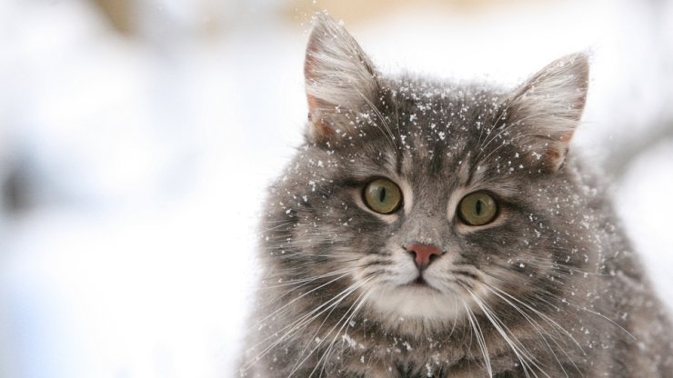 zwierzęta - Winter cat.jpg