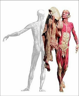 anatomia - humanmuseum01.jpg