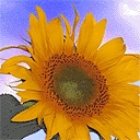 tapety na komórkę - Sunflower2.jpg