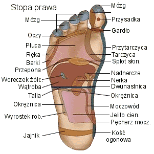 Mapa ciała - Akupresura - stopa_prawa.gif