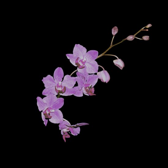 inne kwiaty - ET_imrom_orchid.png