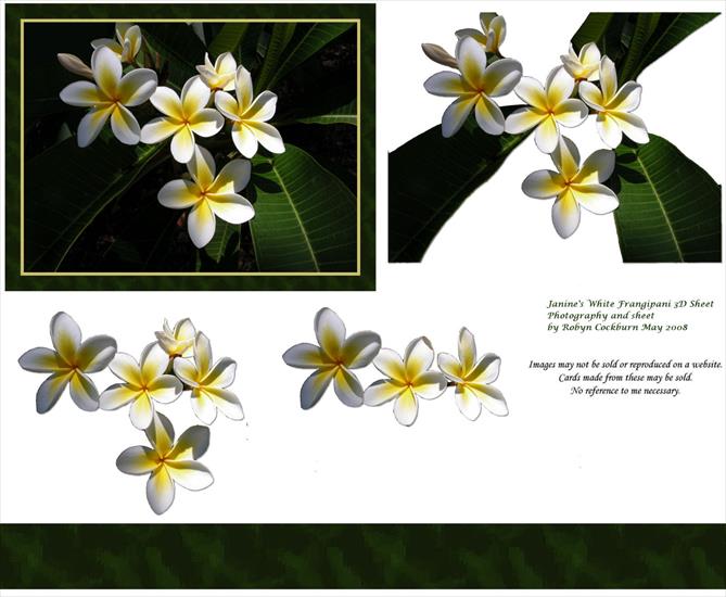 kwiaty - janines-white-frang8-sheet1600.jpg