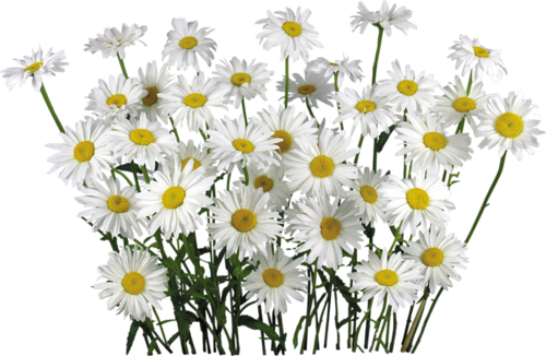 Stokrotki margaretki - White-Camomile-Flower-15.png