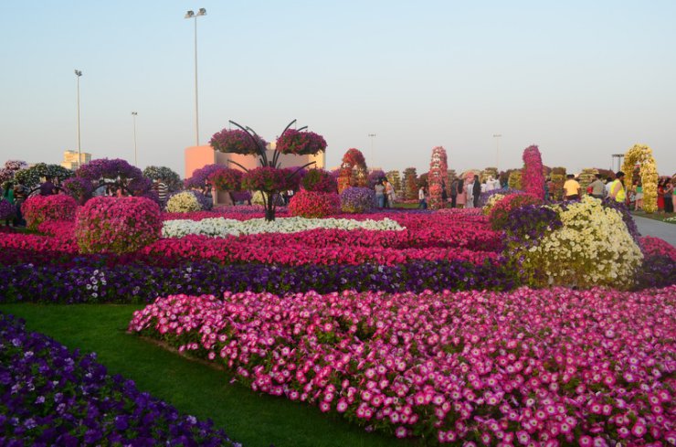 Piękny ogród kwiatowy Al Ain - 11.JPG