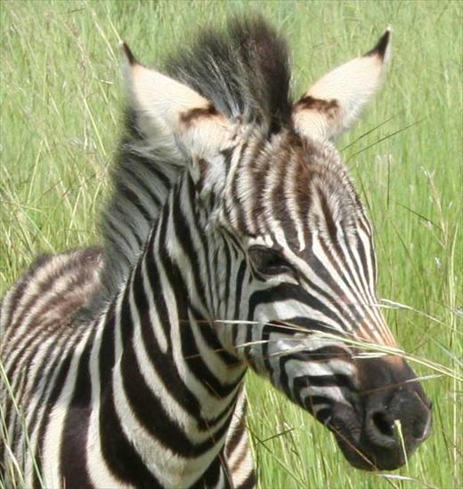 zebra - zebra-30g.jpg