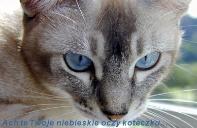 Kartki - Ach te twoje niebieskie oczy koteczku.jpg