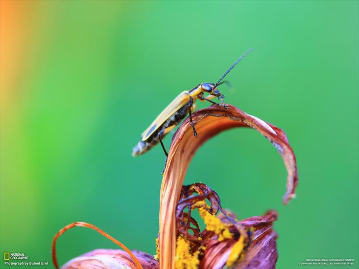  National Geographic - Nat Geo Wallpapers 2009 1673.jpg