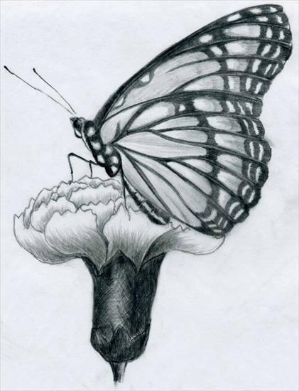 wzorki dziary tatuaże  - butterfly-pencil-drawings08.jpg