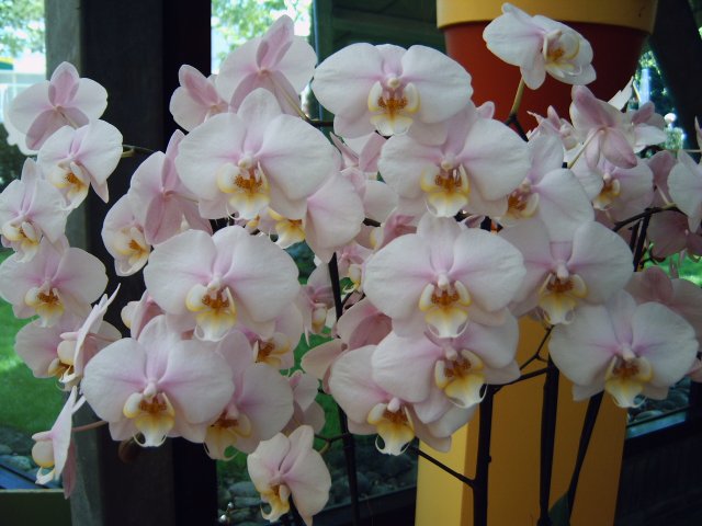 STORCZYKI - orchidee bialo-rozowe..jpg