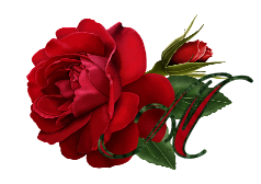 Czerwona róża2 - ac.png