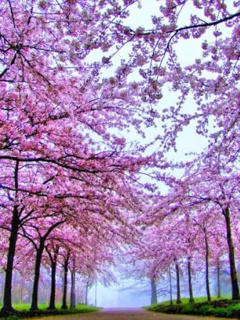 Krajobrazy - Blossoming Spring.jpg