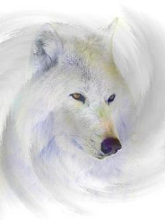 zwierzęta - wolf47_bhzq69tf.jpg