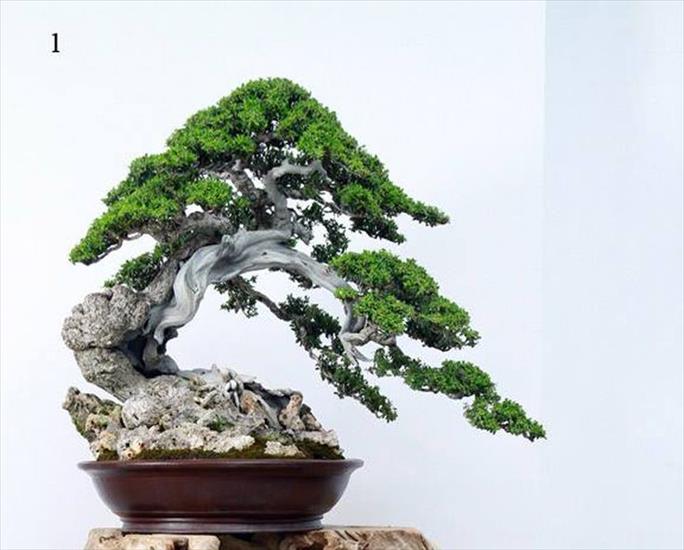   bonsai - najpiękniejsze drzewka - f6175f7858a8c51dc06c2523760656df.jpg