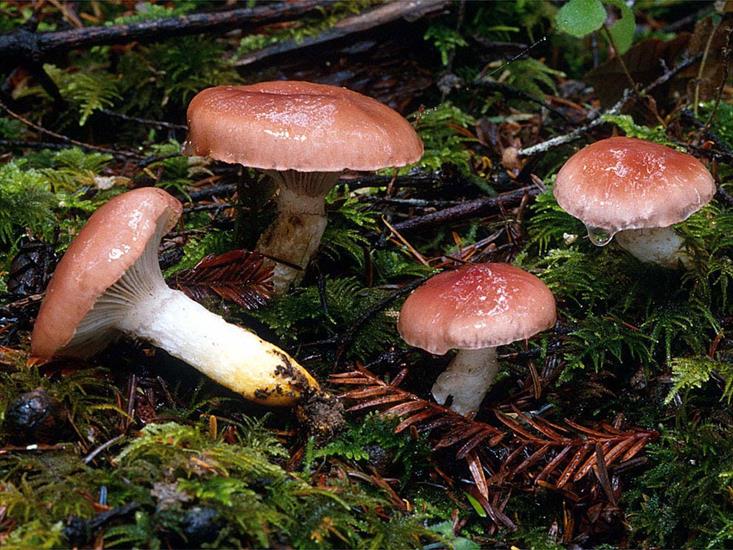 fungus - fungos-005.jpg