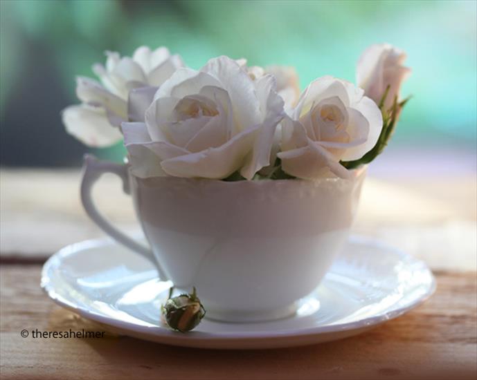 filiżanki-kwiatki - White roses.jpg
