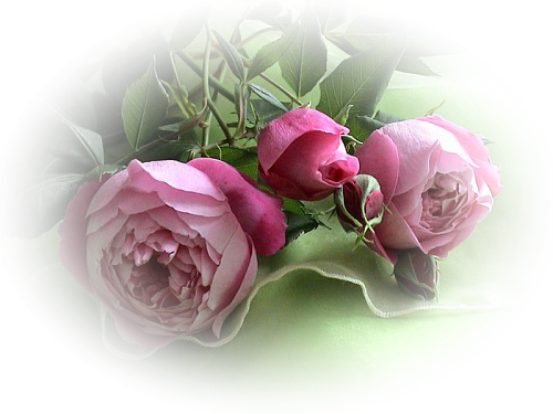 Kwiaty png -  0850.jpg