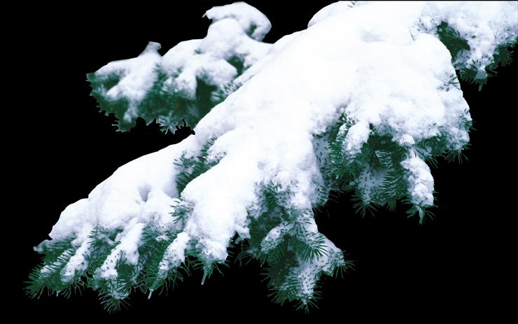gałązki - gałążki ze sniegiem.png