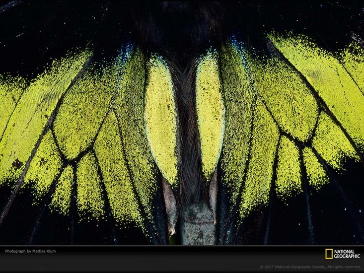 NG09 - Moth Wings.jpg