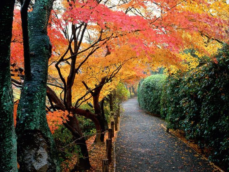 Złota Jesień - Autumn Colors, Kyoto, Japan - 1600x1200 - ID 413.jpg
