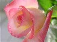 Krople rosy - wet-shaded-pink-rose-4d.jpg