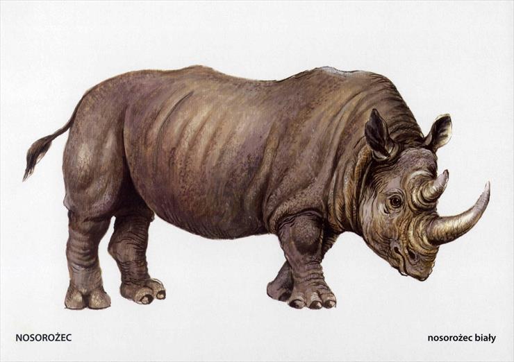 Zwierzęta egzotyczne - nosorożec.jpg