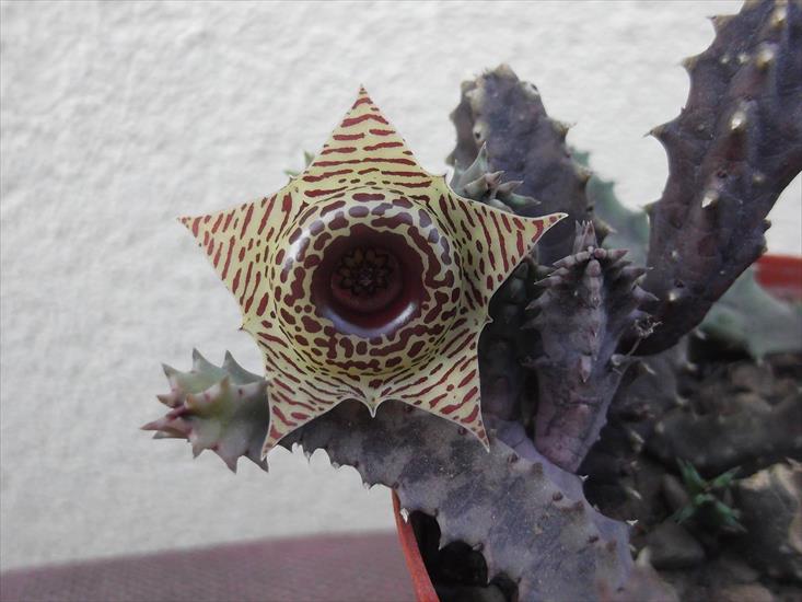 Sekulenty - Huernia zebrina.jpg