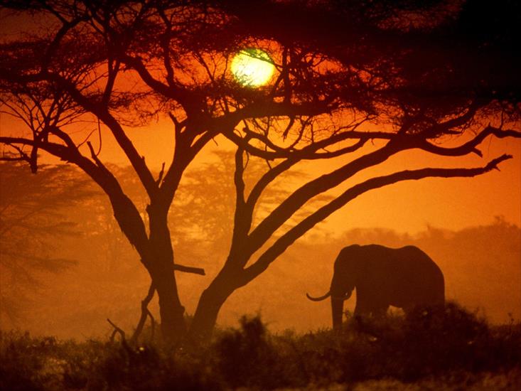 Zwierzęta - Amboseli National Park, Kenya.jpg