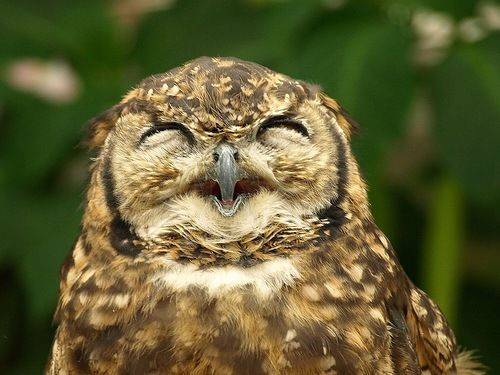 sowy - owls-being-cute-18.jpg