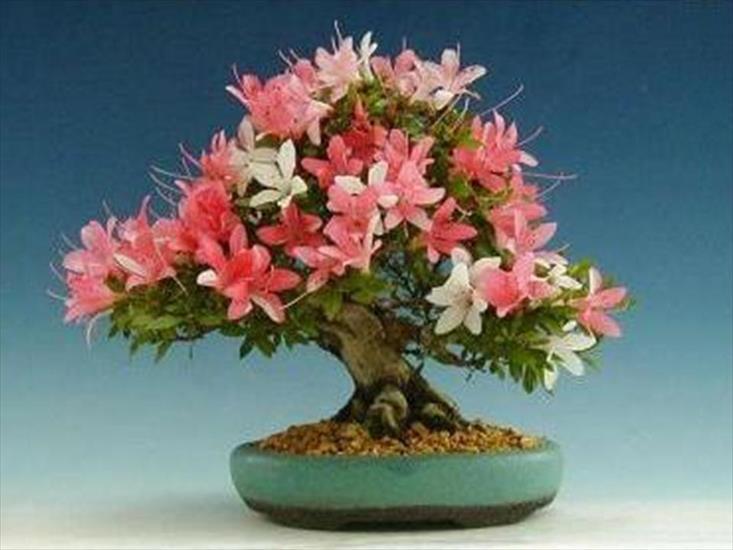 Drzewka Bonsai - bonsai 32.JPG