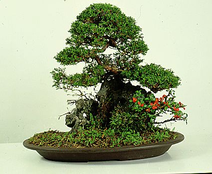 Drzewka Bonsai - 251032051.JPG