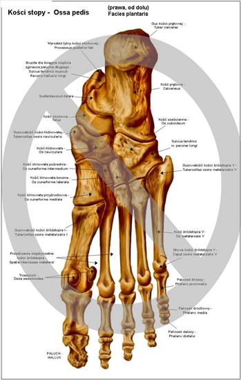 Anatomia - Kości stopy2.jpg