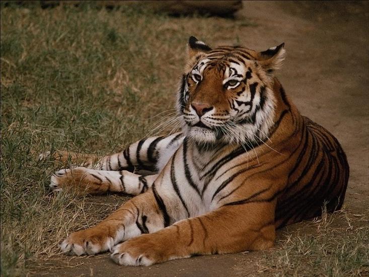 Tygrysy - zwierzeta413.jpg