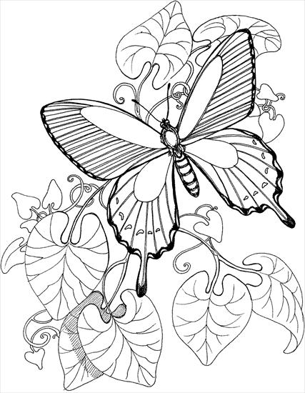 kolorowanki - butterfly-is-flying-on-the-garden-coloring-page.gif