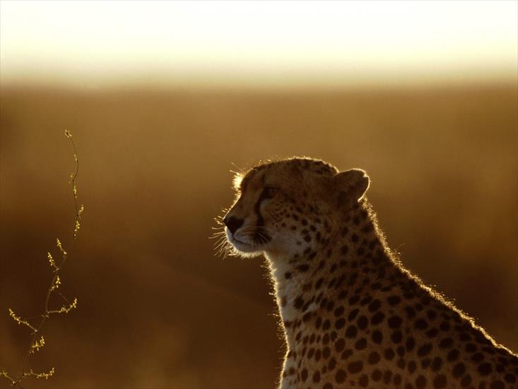 Zwierzęta - Afterthoughts, Cheetah.jpg